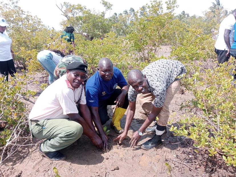 Mangrove Restoration & Reforestation